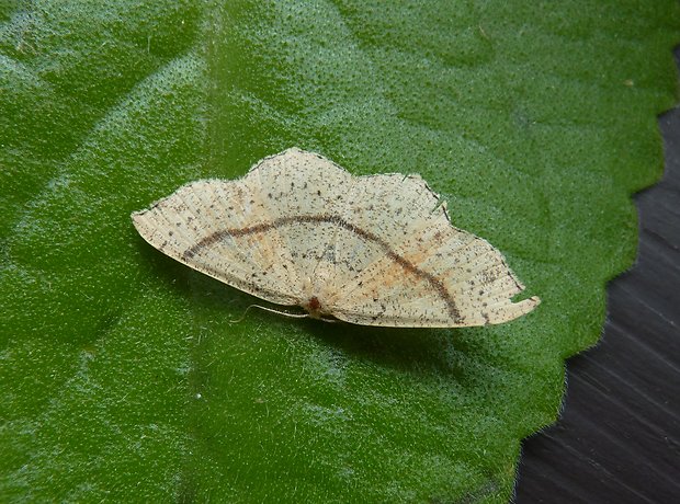 očkovec dubový / piadica dubová Cyclophora punctaria