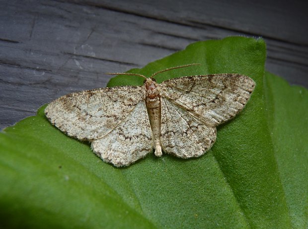 různorožec orlíčkový / kôrovka orlíčková Ectropis crepuscularia