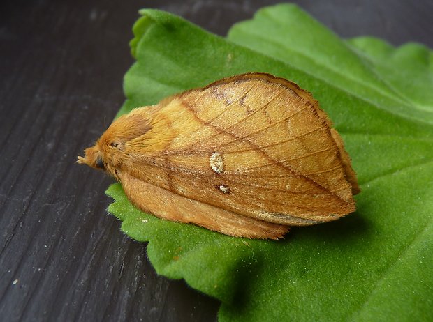 bourovec trávový / priadkovec trávový Euthrix potatoria