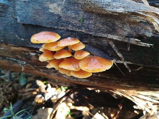 plamienka Flammulina sp.