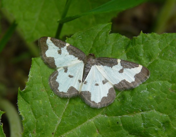 skvrnopásník lískový / piadivka liesková Lomaspilis marginata