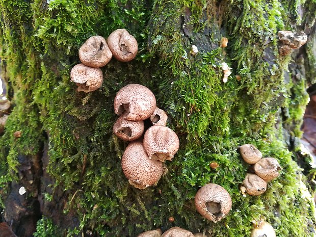 prášnica hruškovitá Lycoperdon pyriforme Schaeff.