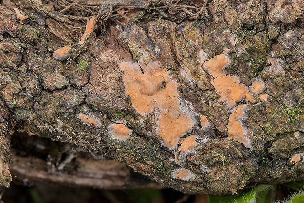 kornatka mäsovočervená Peniophora cf. incarnata (Pers.) P. Karst.