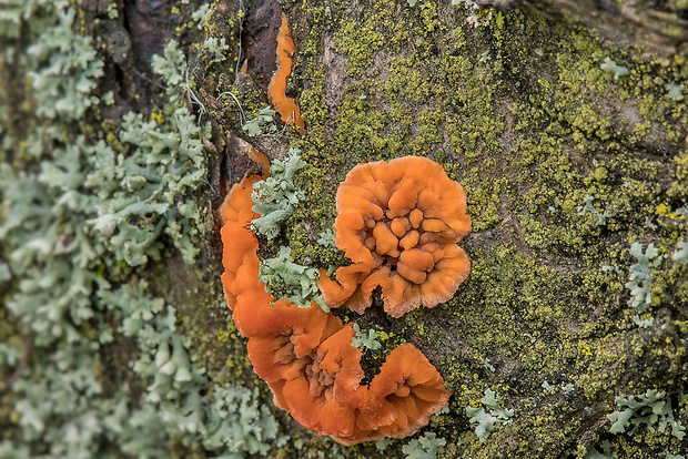 žilnačka oranžová 3 Phlebia radiata Fr.