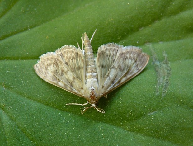 zavíječ kopřivový / vijačka žihľavová Pleuroptya ruralis