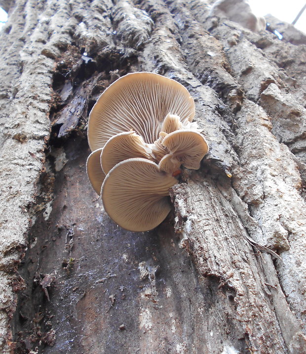 hliva ustricovitá Pleurotus ostreatus (Jacq.) P. Kumm.