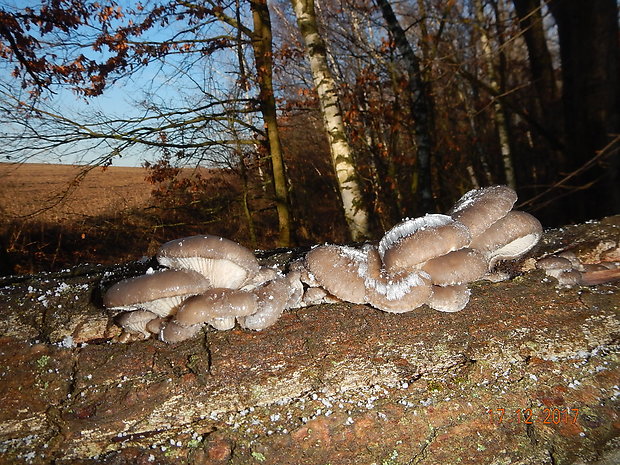 hliva ustricovitá Pleurotus ostreatus (Jacq.) P. Kumm.