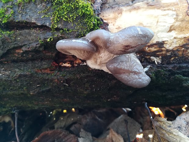 hliva ustricovitá Pleurotus ostreatus (Jacq.) P. Kumm.