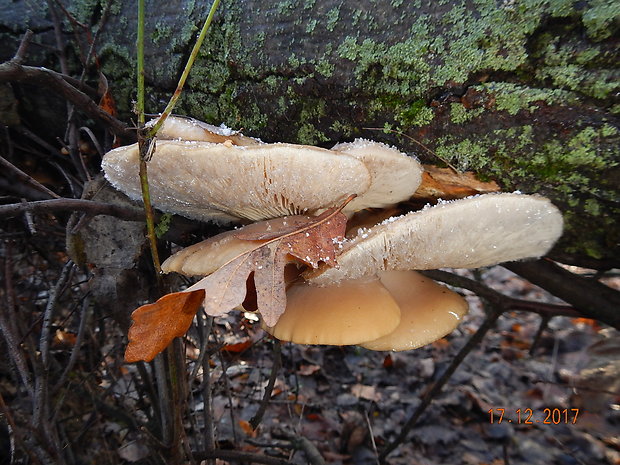 hliva buková Pleurotus pulmonarius (Fr.) Quél.