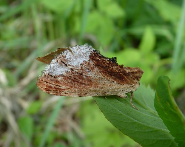 hřbetozubec břekový / chochlatka brekyňová Ptilodon cucullina