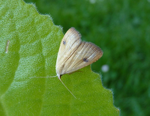 trávnička luční / pamora trávová Rivula sericealis