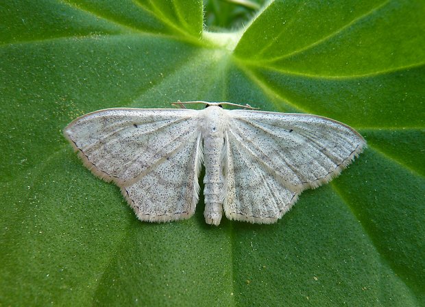 vlnopásník jitrocelový / piadica skorocelový Scopula nigropunctata