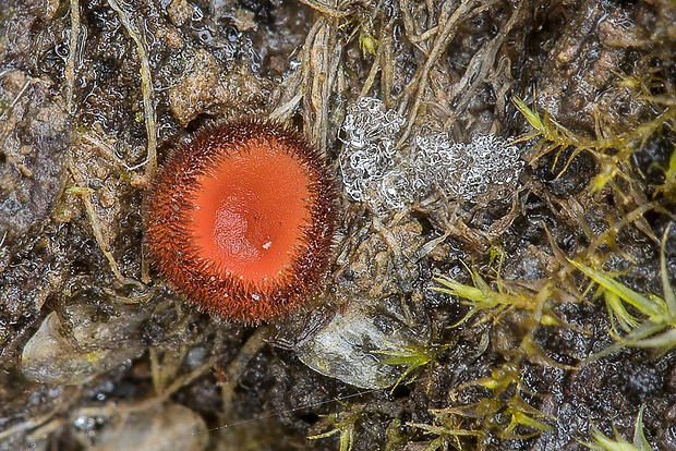 štítovnička Scutellinia sp.