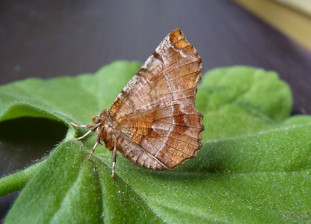 zejkovec řešetlákový / listnatka dvojmesiačková  Selenia dentaria