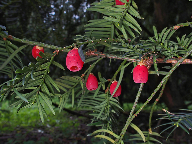 tis obyčajný Taxus baccata L.