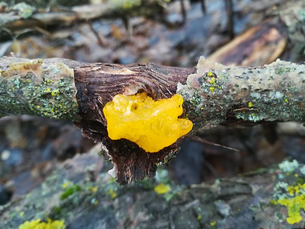 rôsolovka zlatožltá Tremella mesenterica Retz.