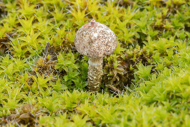 stopkovec zimný Tulostoma brumale Pers.