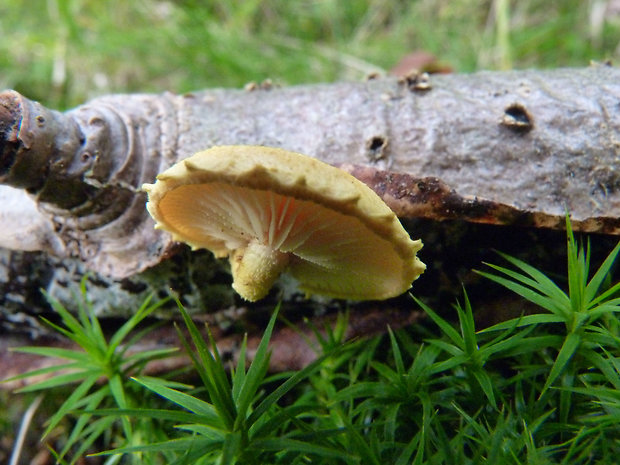 šupinovka krivá Pleuroflammula tuberculosa (Schaeff.) E. Horak