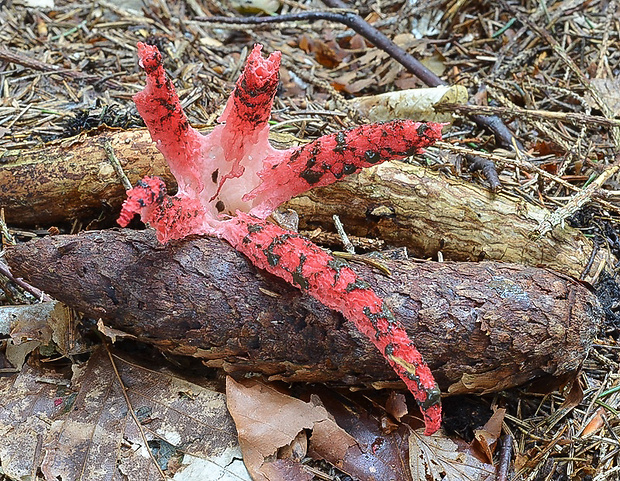 mrežovka kvetovitá Clathrus archeri (Berk.) Dring