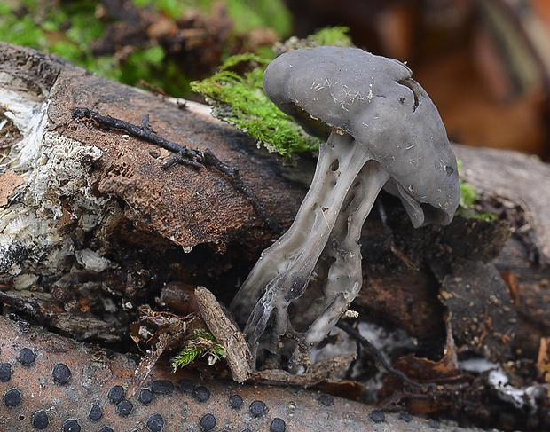 chriapač jamkatý Helvella lacunosa Afzel.