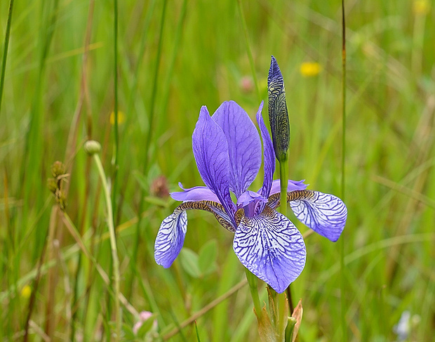 kosatec sibírsky Iris sibirica L.