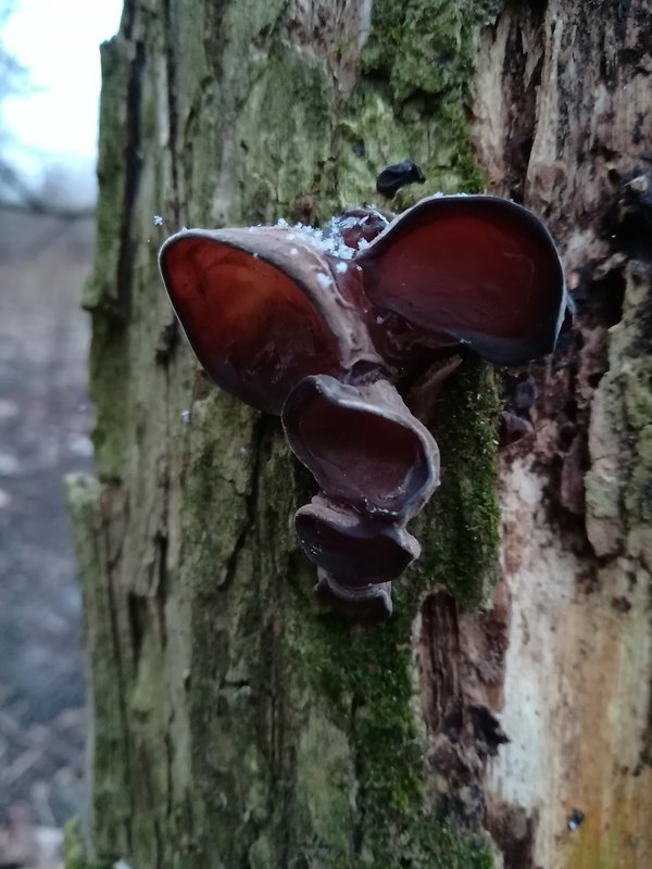 uchovec bazový Auricularia auricula-judae (Bull.) Quél.