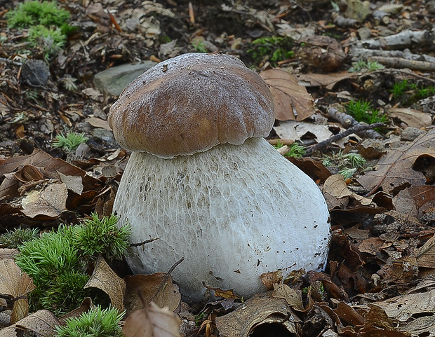 hríb Boletus sp.