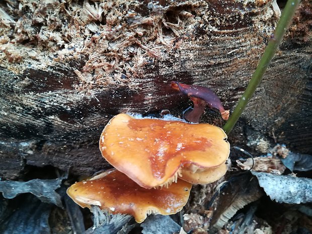 plamienka Flammulina sp.