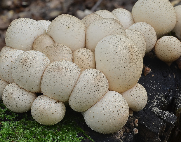 prášnica Lycoperdon sp.