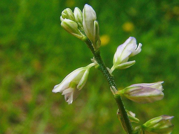 horčinka horkastá pravá Polygala amarella subsp. amarella