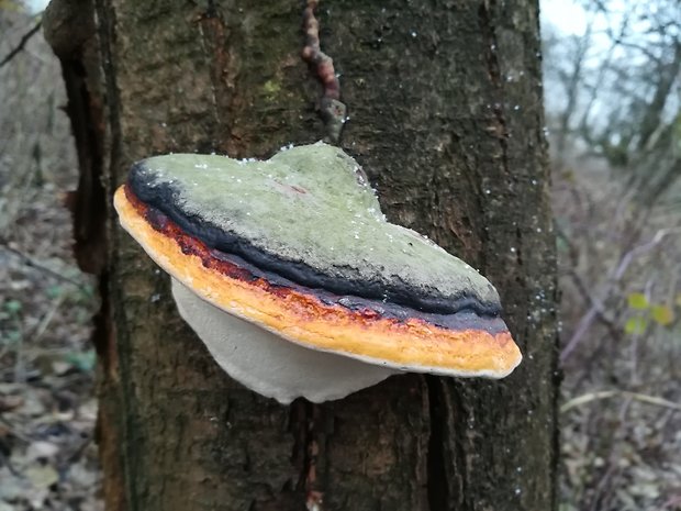 trúdnikovec pásikavý Trametes ochracea (Pers.) Gilb. & Ryvarden