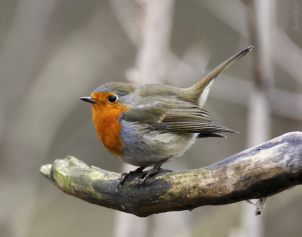 červienka obyčajná Erithacus rubecula