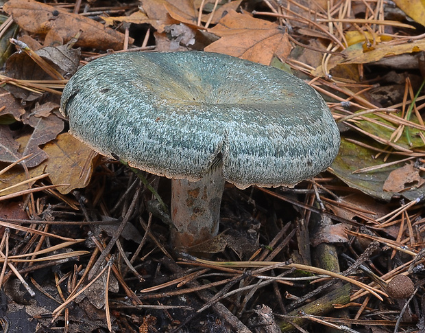 rýdzik Lactarius sp.