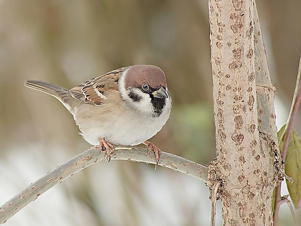 vrabec poľný Passer montanus