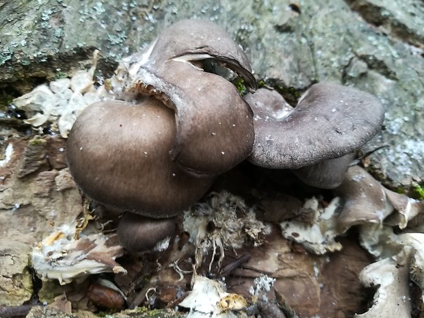 hliva ustricovitá Pleurotus ostreatus (Jacq.) P. Kumm.