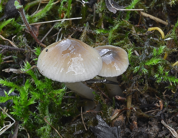 lúčnica klzká Gliophorus irrigatus (Pers.) A.M. Ainsw. & P.M. Kirk