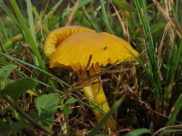 lúčnica páchnuca Hygrocybe quieta (Kühner) Singer