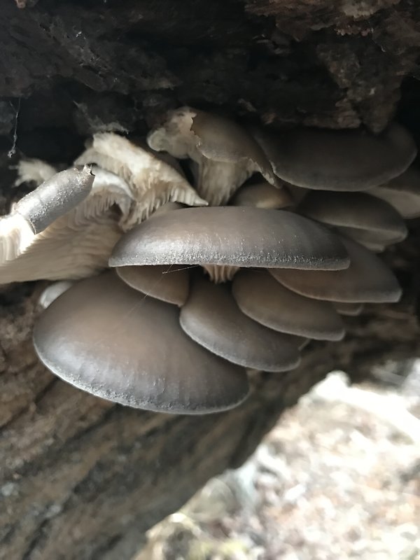 hliva ustricovitá Pleurotus ostreatus (Jacq.) P. Kumm.