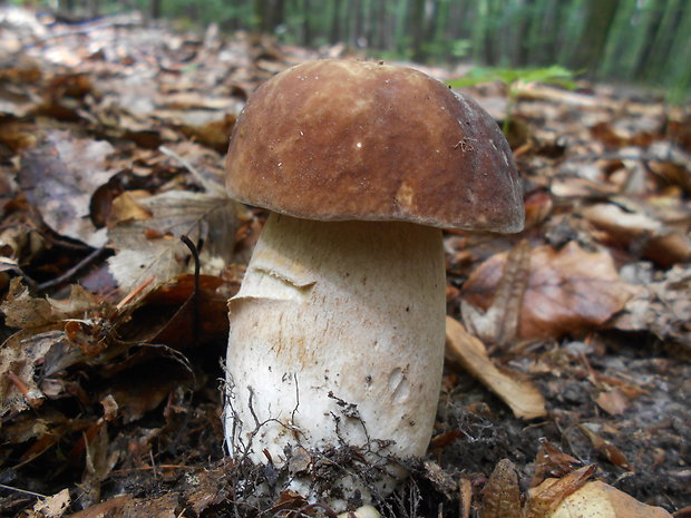 hríb dubový Boletus reticulatus Schaeff.