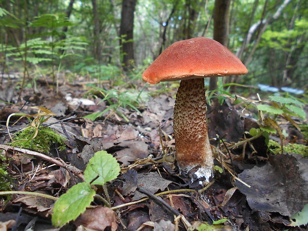 kozák dubový Leccinum aurantiacum (Bull.) Gray