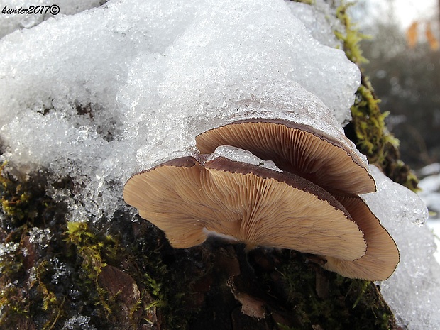 pňovka neskorá Sarcomyxa serotina (Pers.) P. Karst.