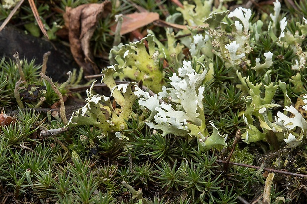 dutohlávka Cladonia foliacea (Huds.) Willd.