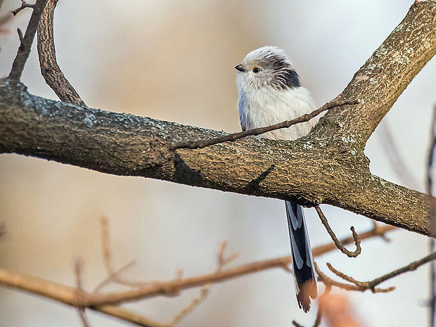 mlynárka dlhochvostá  Aegithalos europaeus