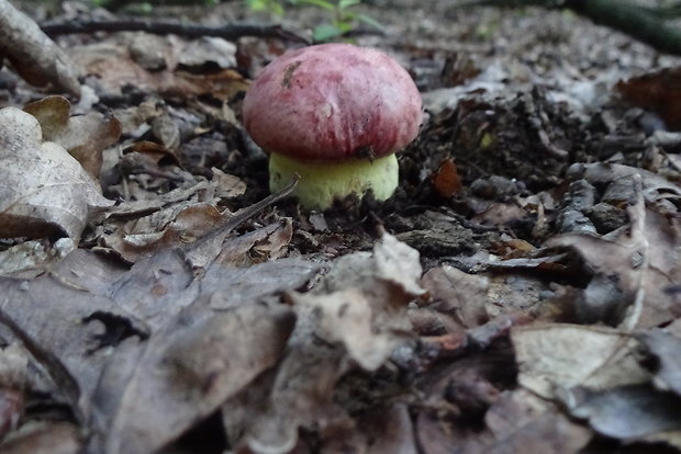 hríb kráľovský Butyriboletus regius (Krombh.) D. Arora & J.L. Frank