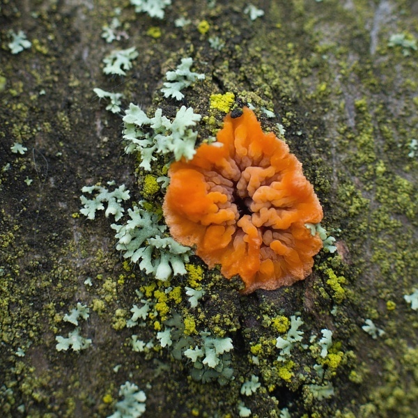 žilnačka oranžová Phlebia radiata Fr.