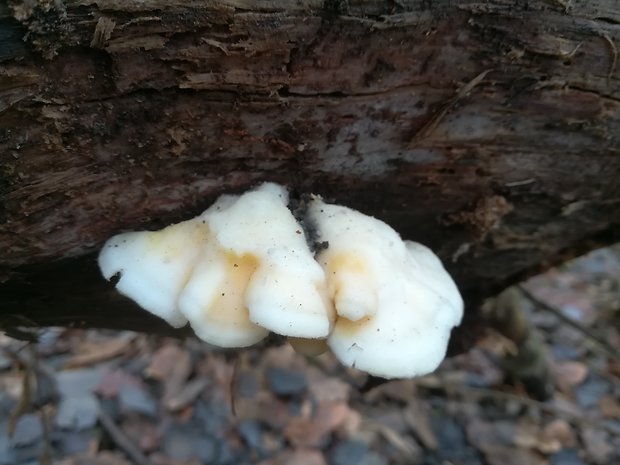 tvarohovec Tyromyces sp.