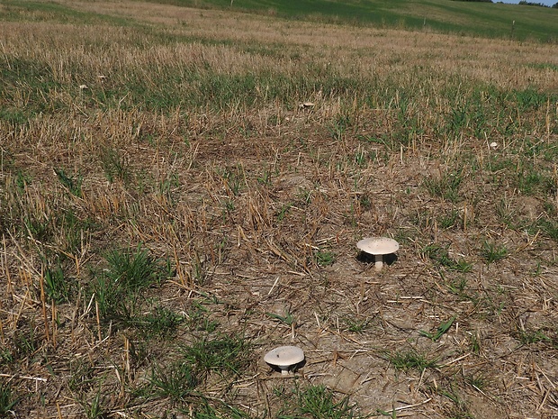 biotop - muchotrávka Vittadiniho Amanita vittadinii (Moretti) Vittad.