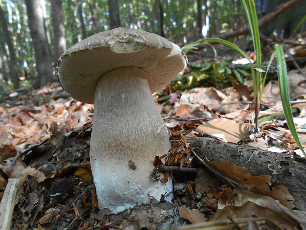 hríb dubový Boletus reticulatus Schaeff.