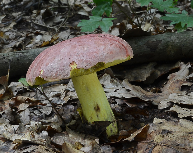 hríb kráľovský Butyriboletus regius (Krombh.) D. Arora & J.L. Frank