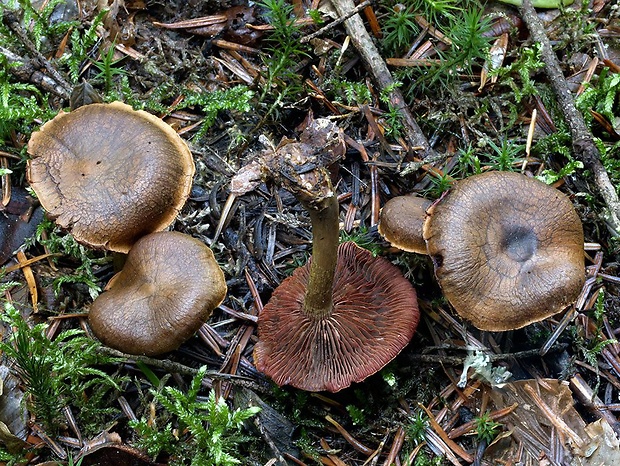 pavučinovec krvavolupeňový Cortinarius semisanguineus (Fr.) Gillet